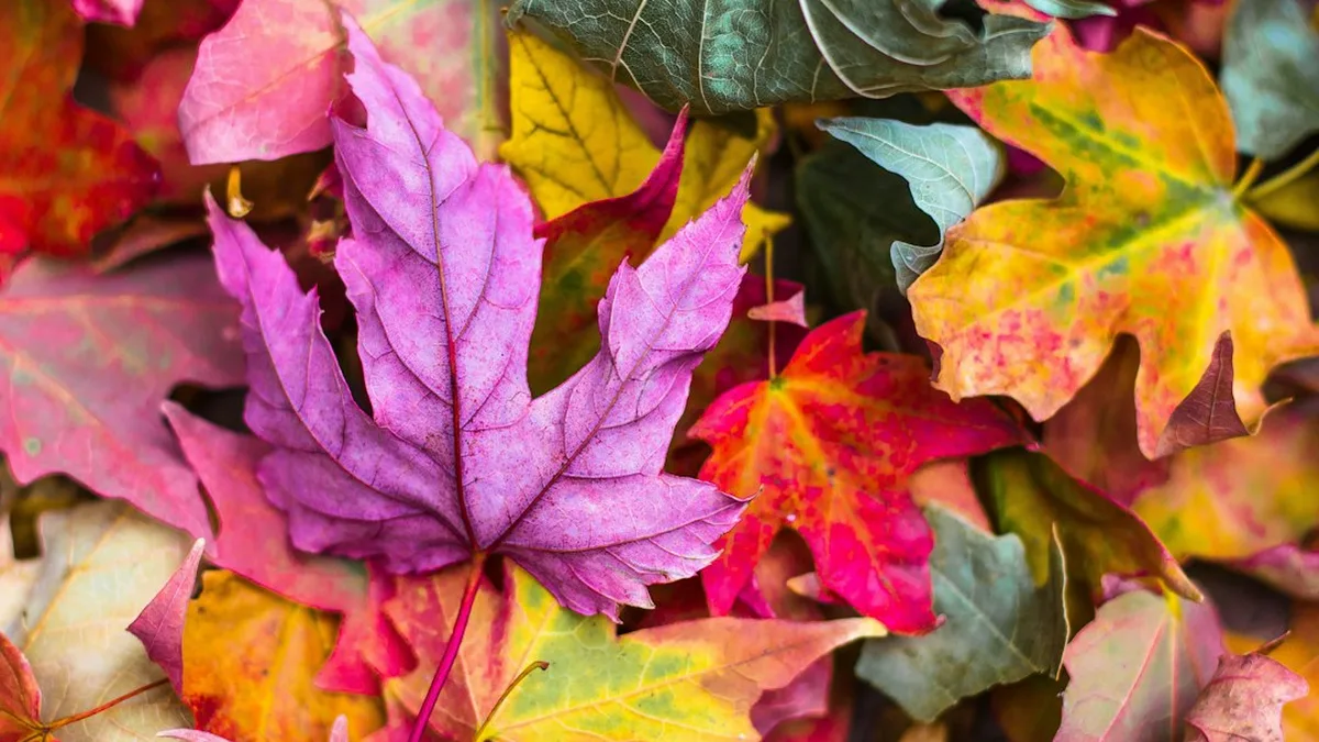 Couleurs tendance automne 2026 : la palette de la saison — Couleurs tendance automne 2026 : la palette de la saison